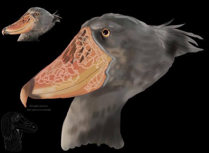 Shoebill Stork study.